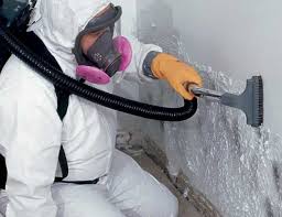 Why You Should Choose Our Mold Remediation Services in West Hollywood, CA